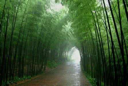 瀝青灌縫膠,雨中回憶,夏雨